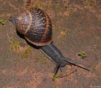 Caracoles Reproductores Helix Aspersa